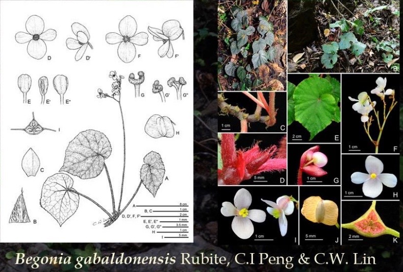 B. gabaldonensis